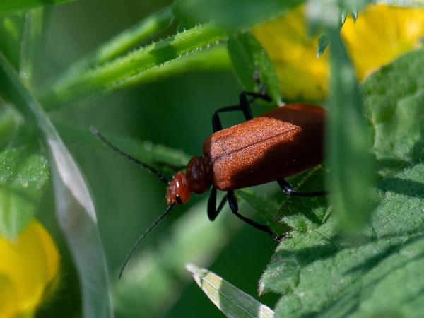<h3>Pyrochroa serraticornis / Common cardinal beetle / Roodkopvuurkever</h3>